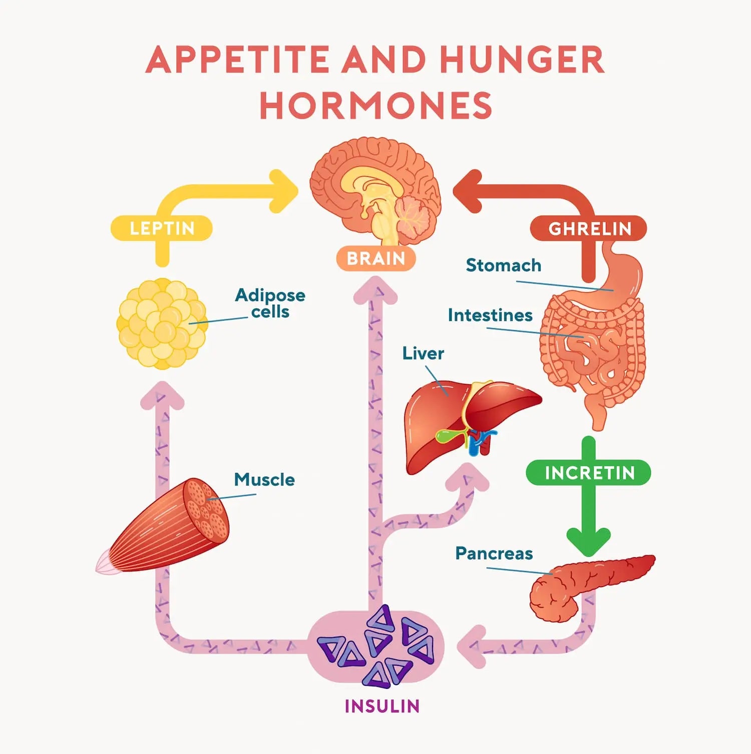 what-is-appetite-definition-and-how-to-increase-it